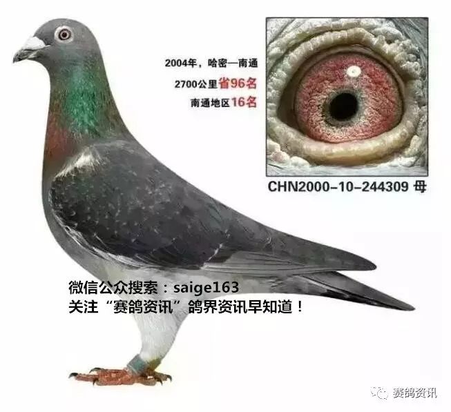 揭秘獨(dú)家自制賽鴿比賽提速藥秘訣，輕松贏在起跑線！