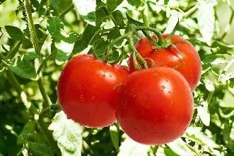 陽泉西紅柿最新價(jià)格,陽泉西紅柿最新價(jià)格，小巷深處的味覺驚喜