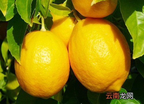 檸檬上市時間,檸檬上市時間，全面指南