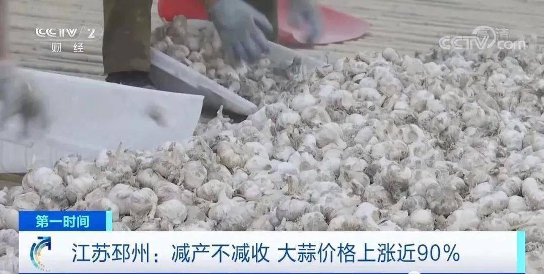 邳州大蒜今日行情更新，新鮮市場動態(tài)解析