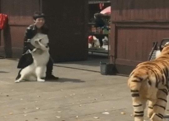 比格犬價(jià)格揭秘，一場友情的溫馨旅程開啟愛與忠誠的旅程