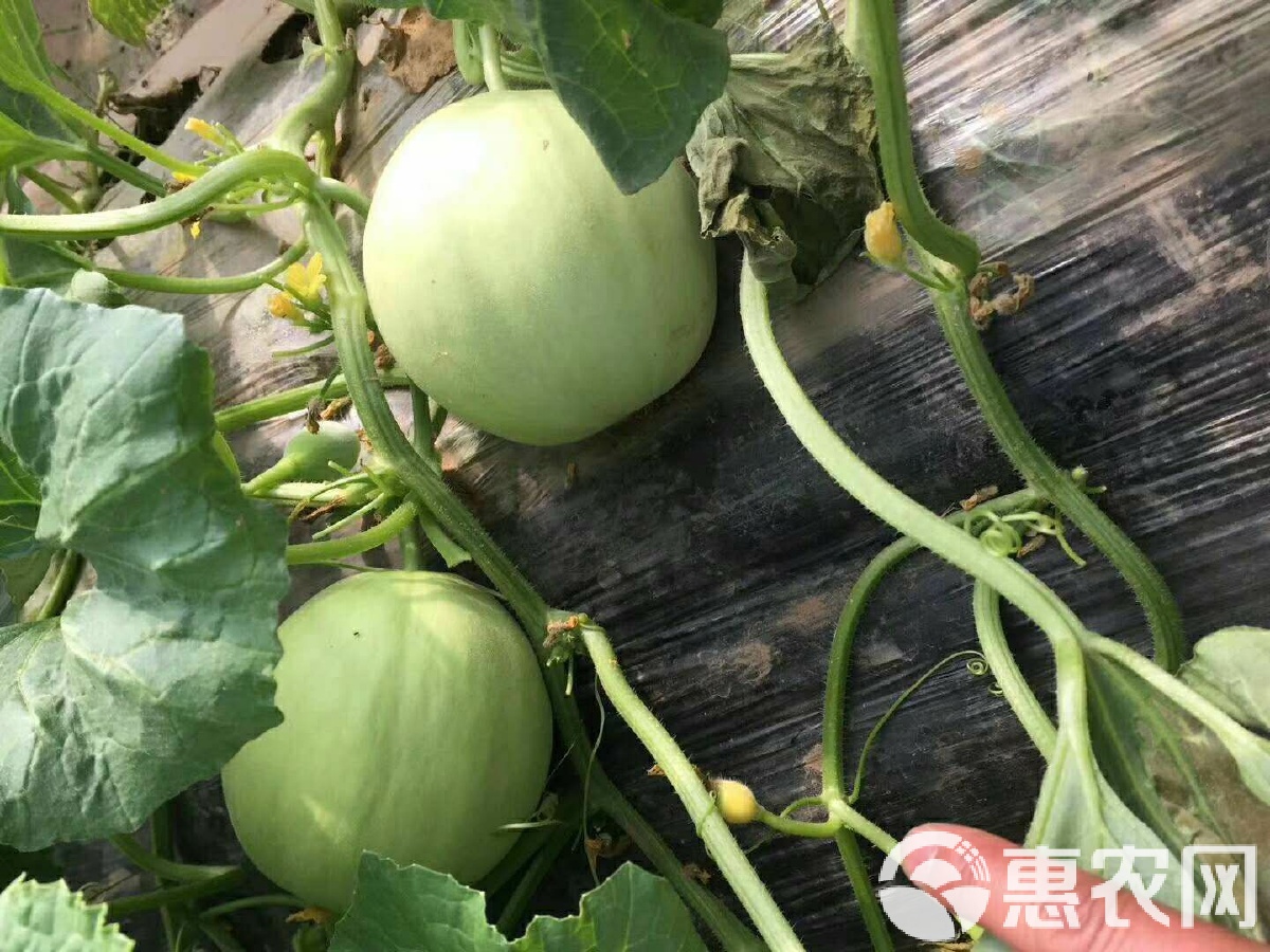 閆良甜瓜行情揭秘，夏日甜瓜情緣與夏日記憶