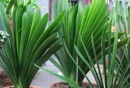 葉綠更新，植物生命力與科技融合的新篇章