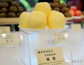瑞陽瑞雪蘋果最新動態(tài)更新，最新消息揭秘